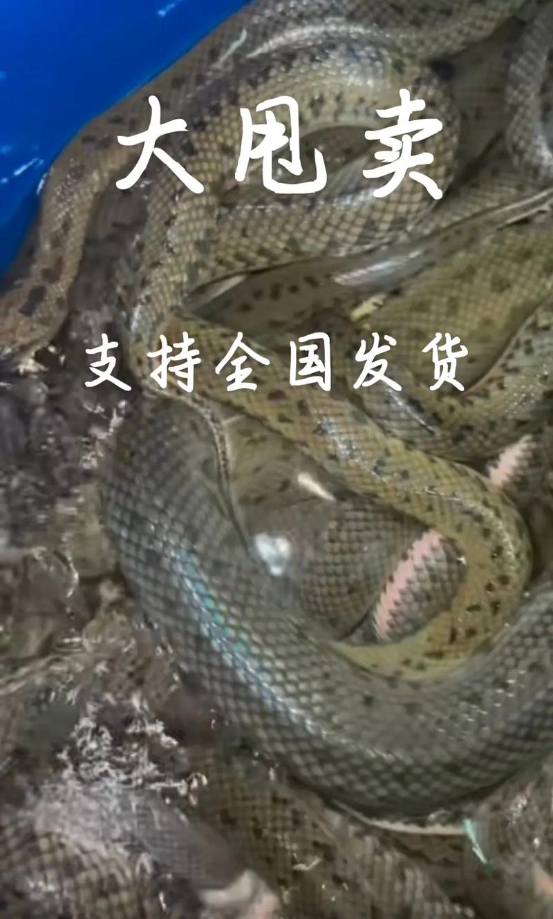 中华水蛇养殖技术视频养-图3 中华水蛇养殖技术视频养-图3