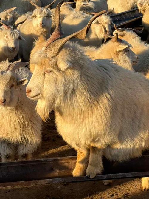 内蒙古绵羊主要杂交品种-图1 内蒙古绵羊主要杂交品种-图1