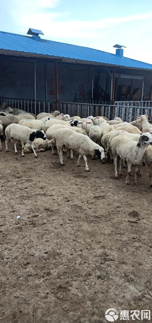 内蒙古绵羊主要杂交品种-图3 内蒙古绵羊主要杂交品种-图3