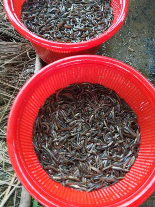 湖南优质台湾泥鳅苗价格多少?-图3 湖南优质台湾泥鳅苗价格多少?-图3
