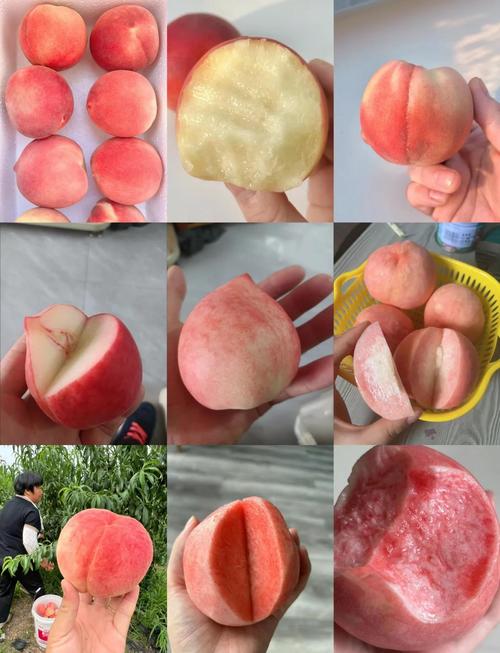 2025年桃子新品种有哪些？-图2