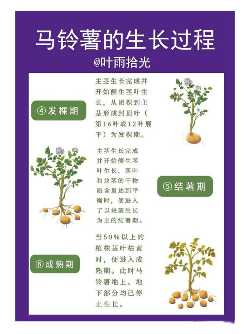 马铃薯高产栽培技术有哪些关键要点？-图3
