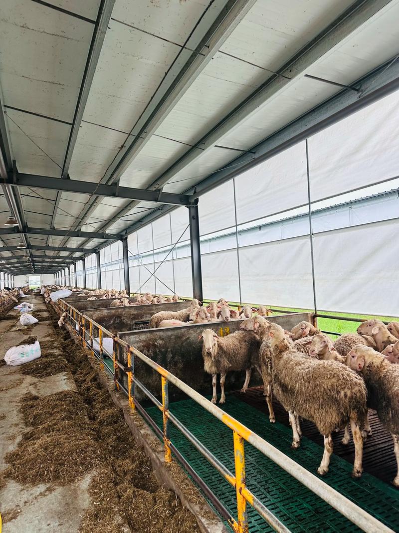 成都哪里能学靠谱绵羊养殖技术?-图1 成都哪里能学靠谱绵羊养殖技术?-图1