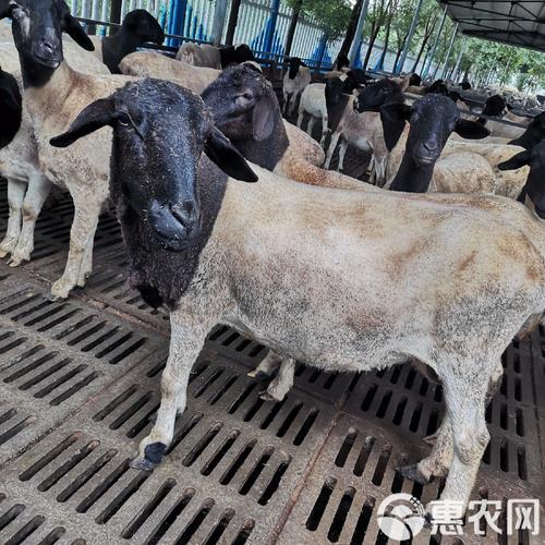 成都哪里能学靠谱绵羊养殖技术?-图2 成都哪里能学靠谱绵羊养殖技术?-图2