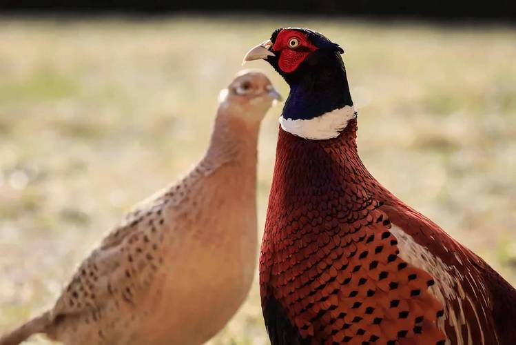 野生小野鸡家养关键技术有哪些？-图2