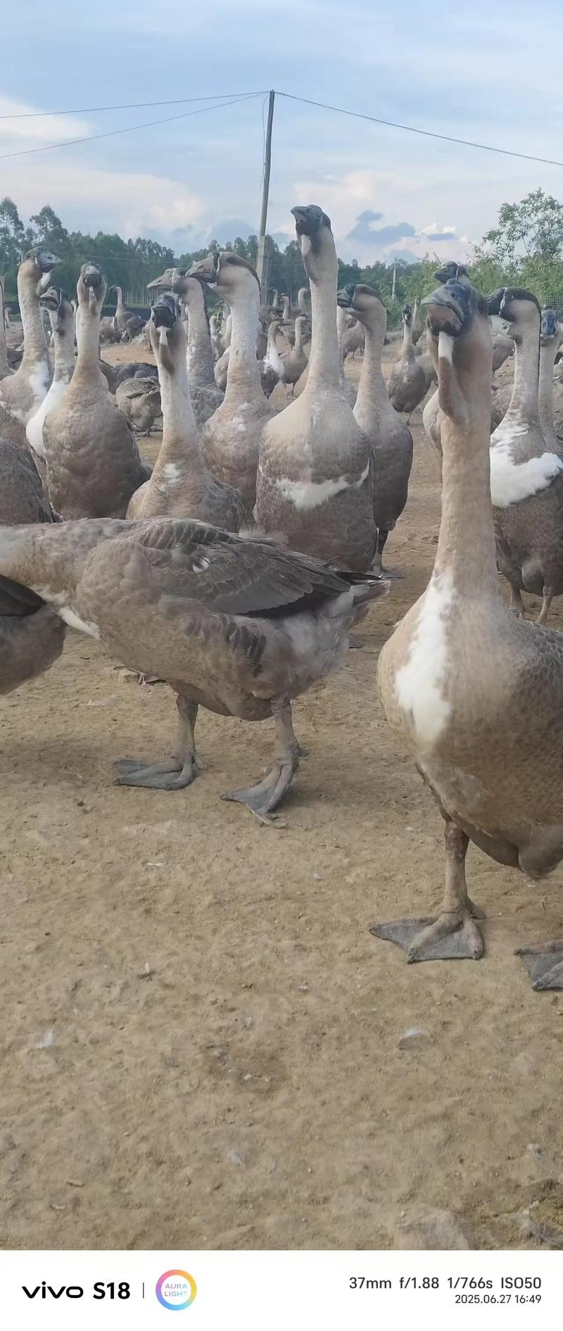 2025杂交活鹅的价格-图3