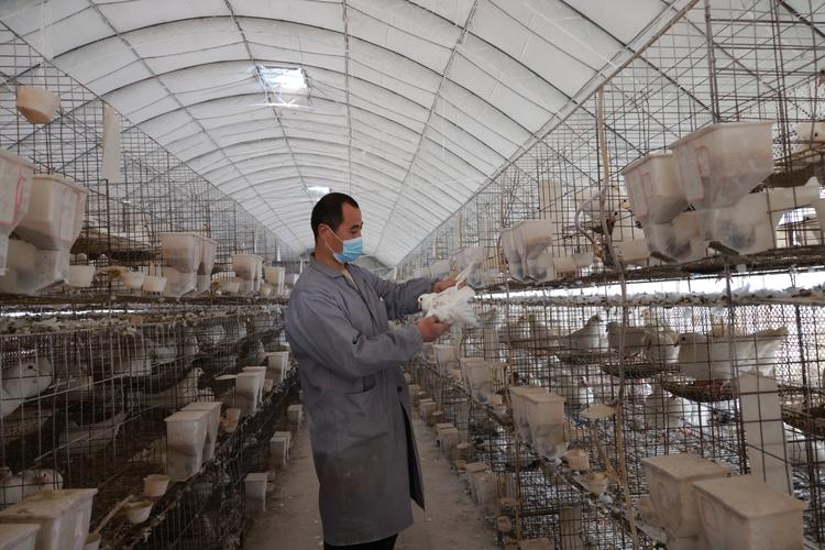 肉鸽养殖方法与技术视频有哪些要点?-图1 肉鸽养殖方法与技术视频有哪些要点?-图1