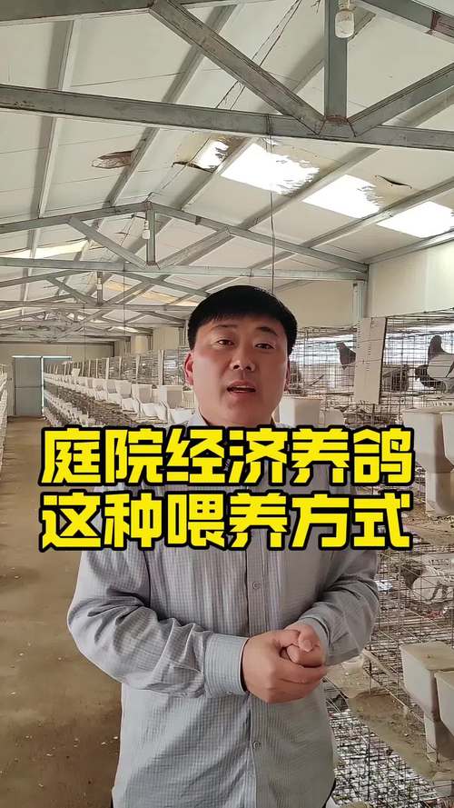 肉鸽养殖方法与技术视频有哪些要点？-图3