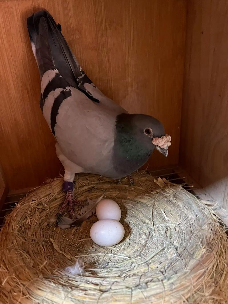 肉鸽养殖方法与技术视频有哪些要点?-图2 肉鸽养殖方法与技术视频有哪些要点?-图2