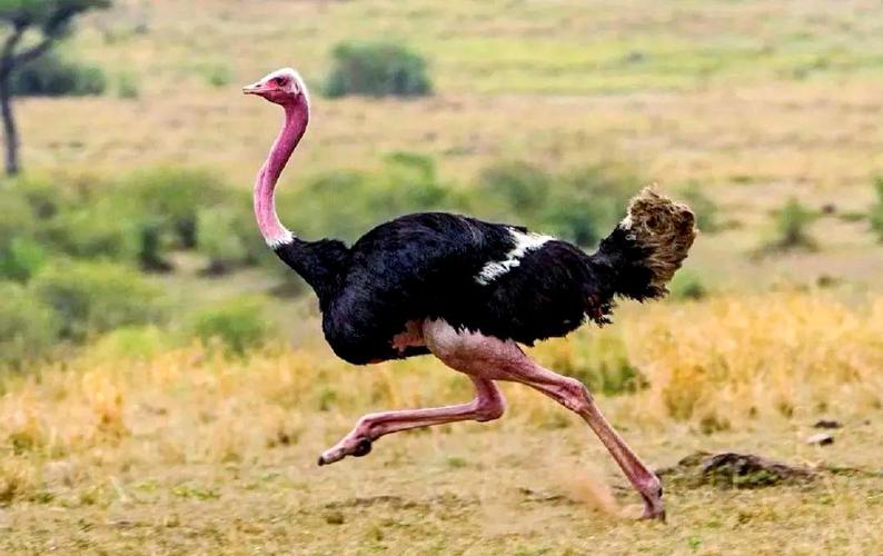 优质鸵鸟品种有何核心特点?-图3 优质鸵鸟品种有何核心特点?-图3