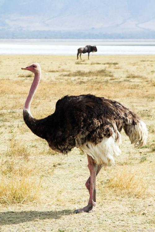 优质鸵鸟品种有何核心特点?-图2 优质鸵鸟品种有何核心特点?-图2