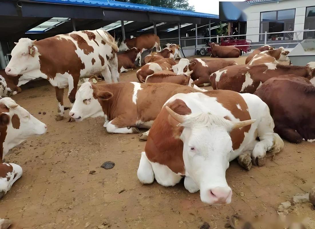 农村养牛技术视频，养母牛有哪些关键技术？-图1