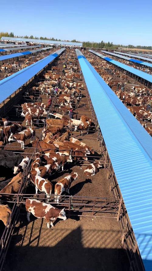 农村养牛技术视频，养母牛有哪些关键技术？-图2