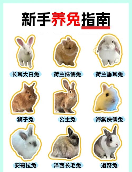 本地最适合养殖的兔子品种是哪个？-图2