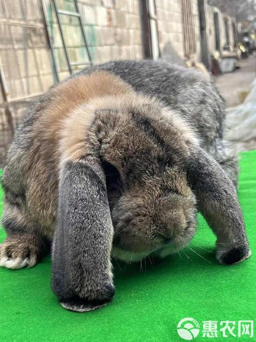 世界最大肉兔品种是哪一种？-图2