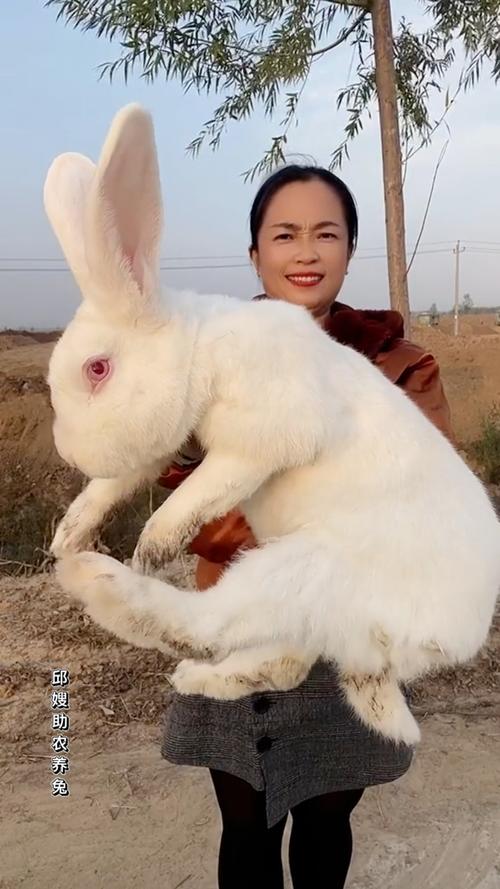 世界最大肉兔品种是哪一种?-图1 世界最大肉兔品种是哪一种?-图1
