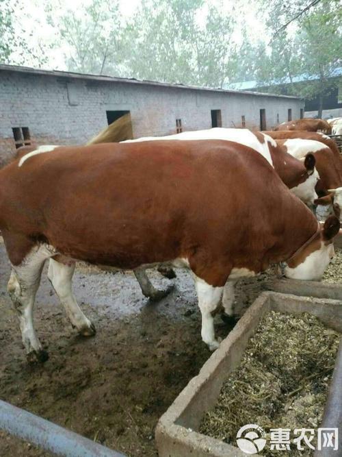 新疆养殖牛品种具体有哪些？-图3