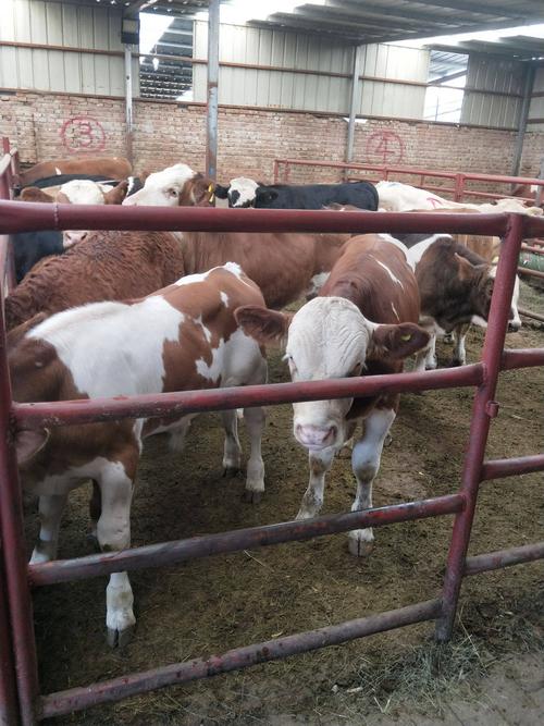 新疆养殖牛品种具体有哪些?-图1 新疆养殖牛品种具体有哪些?-图1