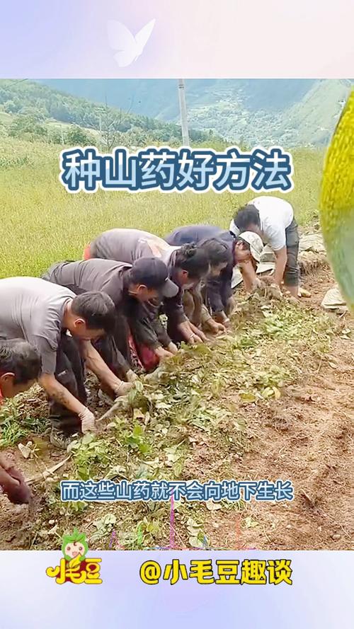 山药果种植技术视频有哪些关键步骤?-图2 山药果种植技术视频有哪些关键步骤?-图2