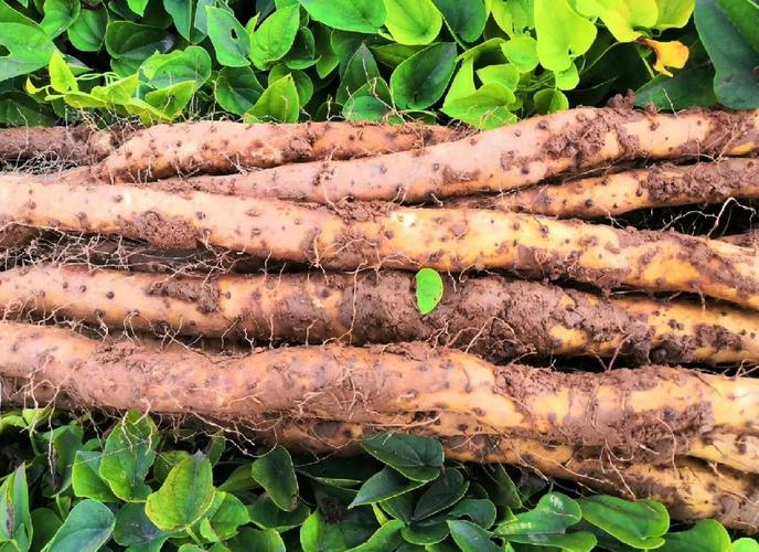 山药果种植技术视频有哪些关键步骤？-图3