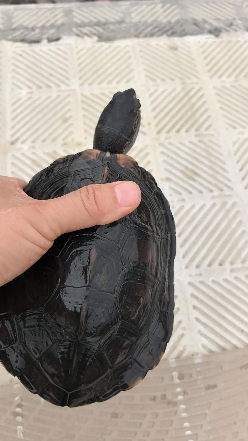 成年黑颈龟2025年价格会涨还是跌？-图3