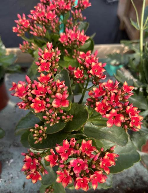 叶子大的长寿花是什么稀有品种?-图1 叶子大的长寿花是什么稀有品种?-图1