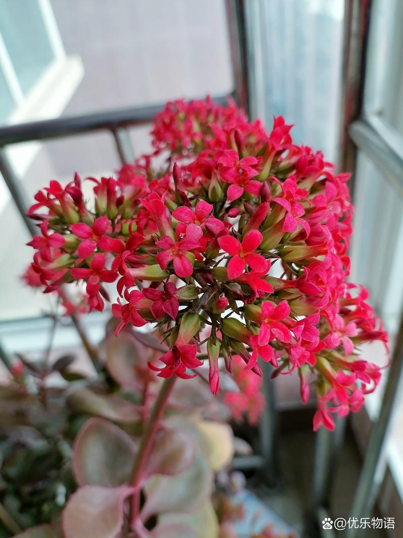 叶子大的长寿花是什么稀有品种?-图3 叶子大的长寿花是什么稀有品种?-图3