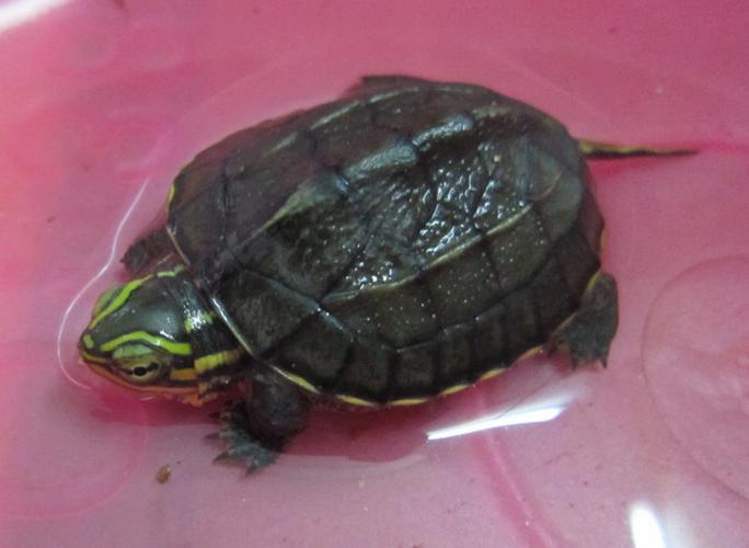 2025年安南杂龟价格会涨还是跌？-图2