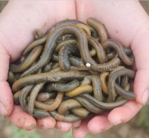 大青蚯蚓与黑蚯蚓养殖技术有何不同？-图3