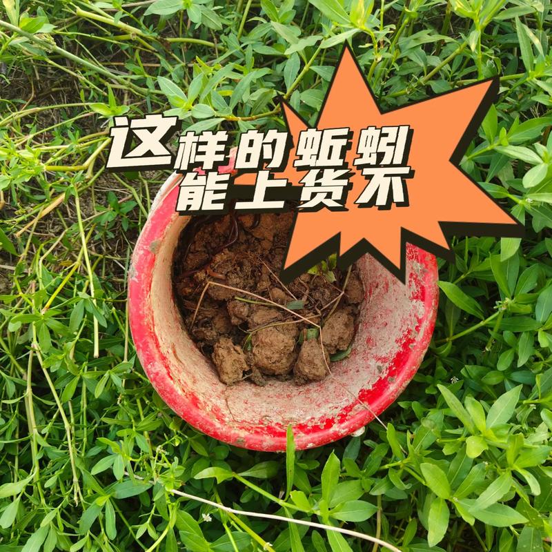 大青蚯蚓与黑蚯蚓养殖技术有何不同?-图2 大青蚯蚓与黑蚯蚓养殖技术有何不同?-图2