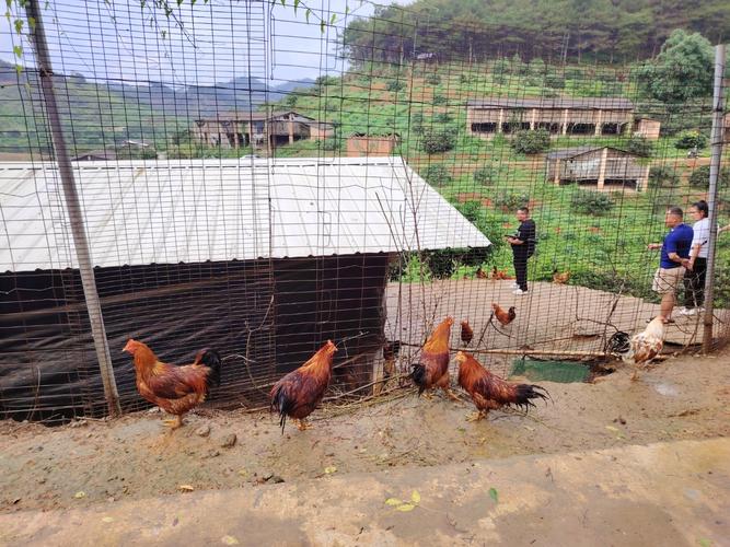 山鸡育雏视频技术要点有哪些？-图3