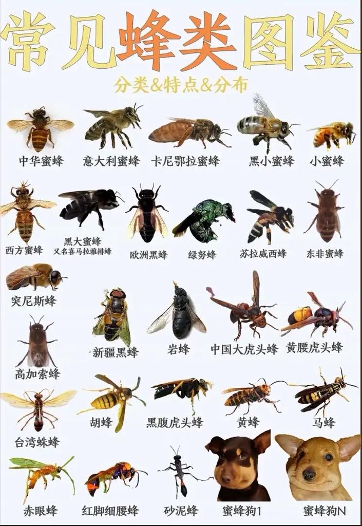 养蜜蜂技术视频如何有效播放学习？-图1