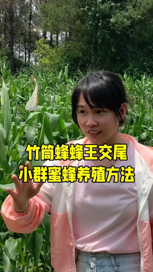 养蜜蜂技术视频如何有效播放学习？-图3