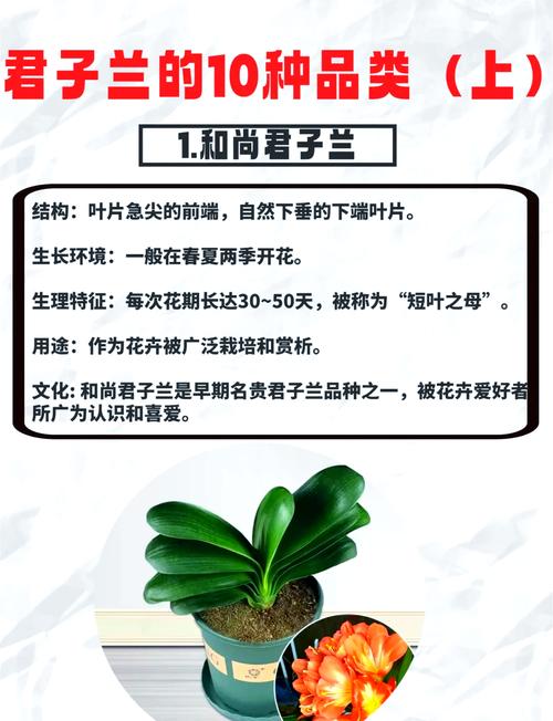 君子兰哪种品种最容易养活?-图1 君子兰哪种品种最容易养活?-图1