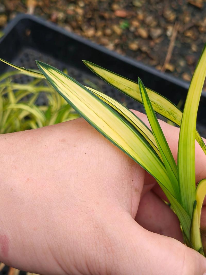 春兰细叶黄叶有哪些品种？-图2