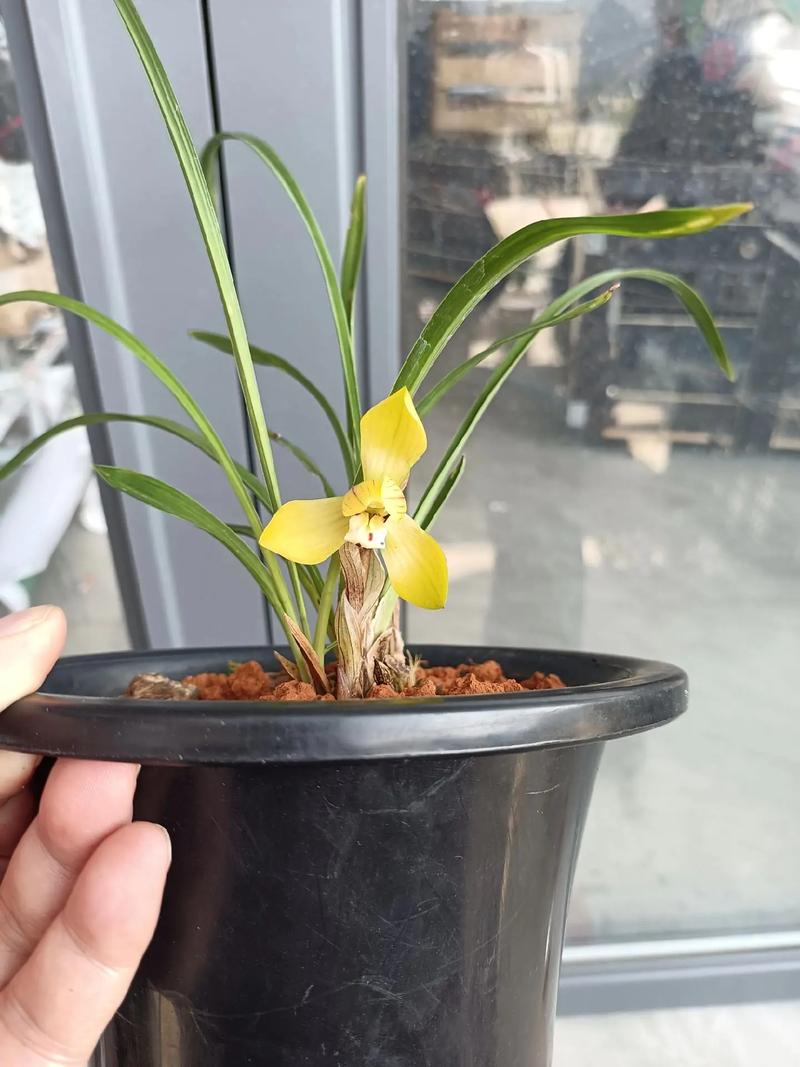 春兰细叶黄叶有哪些品种？-图3