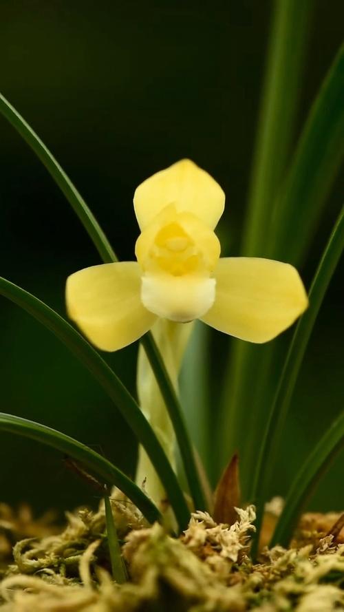 春兰细叶黄叶有哪些品种？-图1