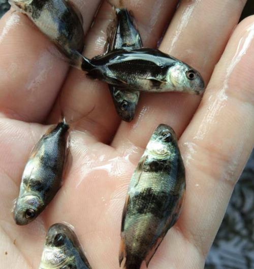 2025年中华胭脂鱼价格会涨跌吗?-图1 2025年中华胭脂鱼价格会涨跌吗?-图1