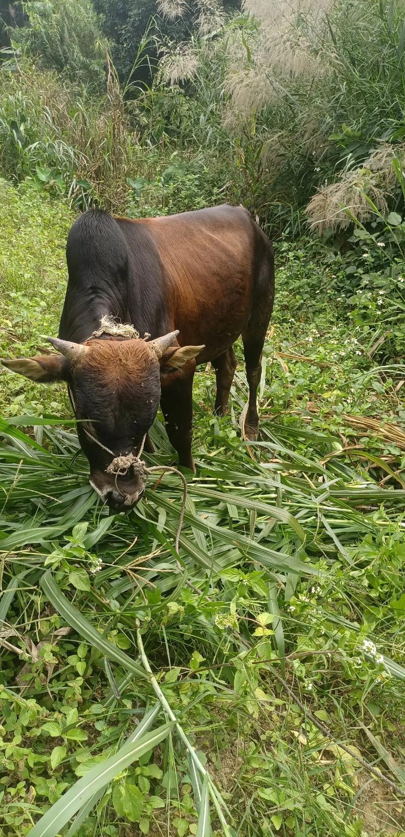 土黄牛养殖技术直播,新手能学会吗?-图1 土黄牛养殖技术直播,新手能学会吗?-图1