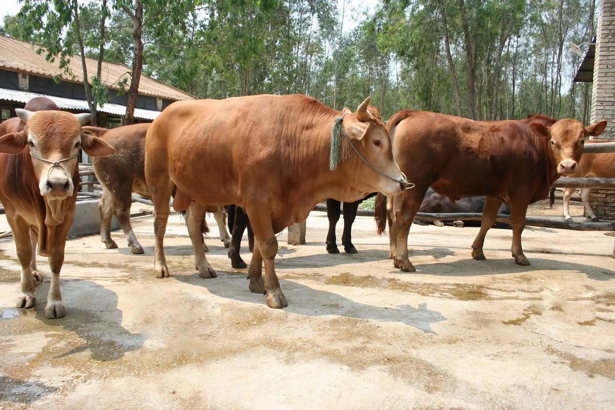 土黄牛养殖技术直播,新手能学会吗?-图2 土黄牛养殖技术直播,新手能学会吗?-图2