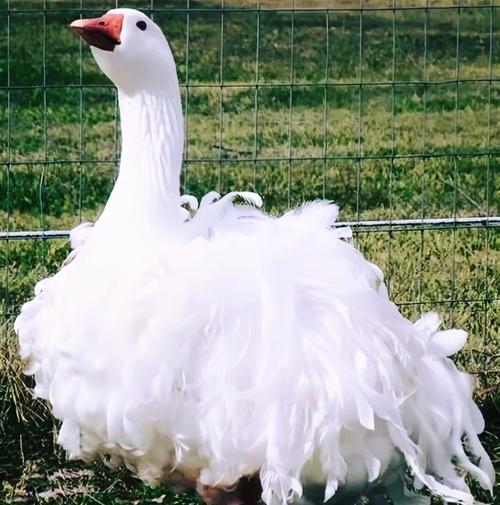 什么鹅品种又大又好看?-图1 什么鹅品种又大又好看?-图1