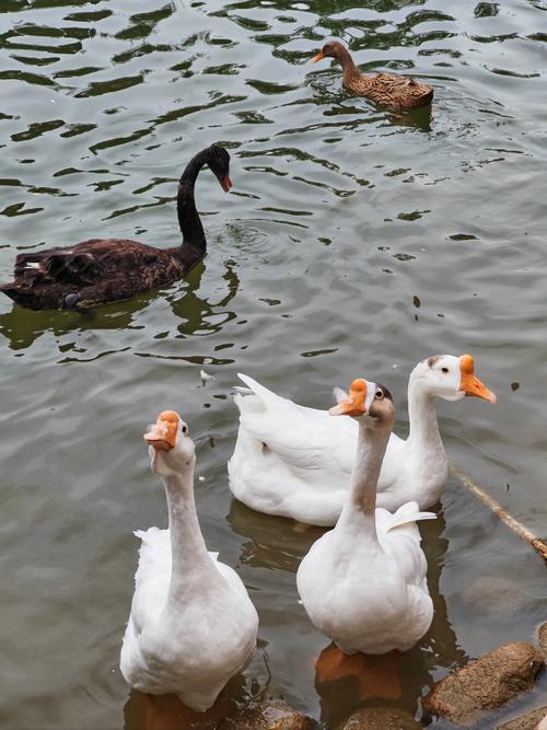 什么鹅品种又大又好看?-图2 什么鹅品种又大又好看?-图2