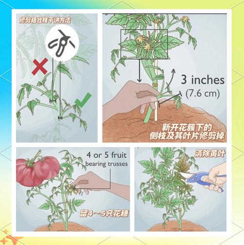 西红柿种植技术视频教程-图1 西红柿种植技术视频教程-图1