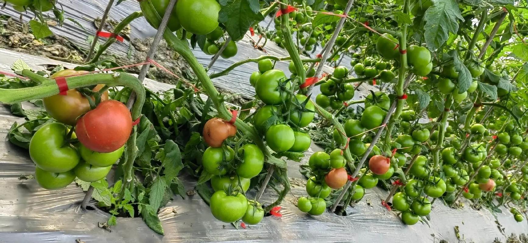 西红柿种植技术视频教程-图2 西红柿种植技术视频教程-图2