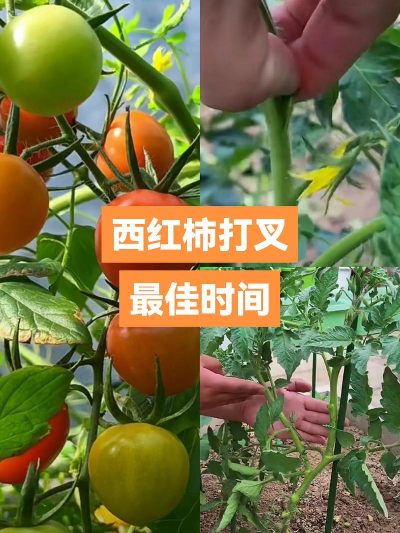 西红柿种植技术视频教程-图3 西红柿种植技术视频教程-图3