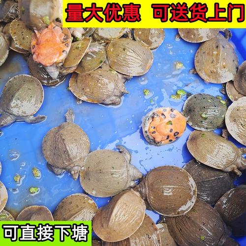 2025年黄沙鳖苗价格会涨还是跌？-图2