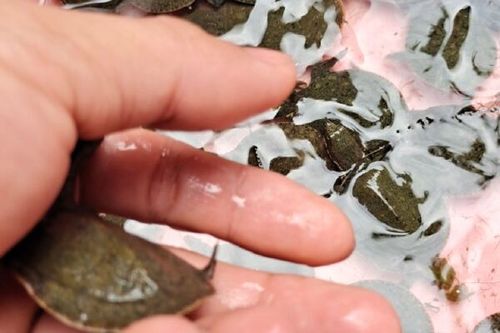 2025年黄沙鳖苗价格会涨还是跌？-图3