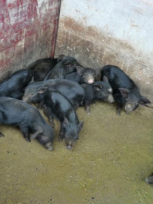 岳阳本地猪种有哪些？-图2