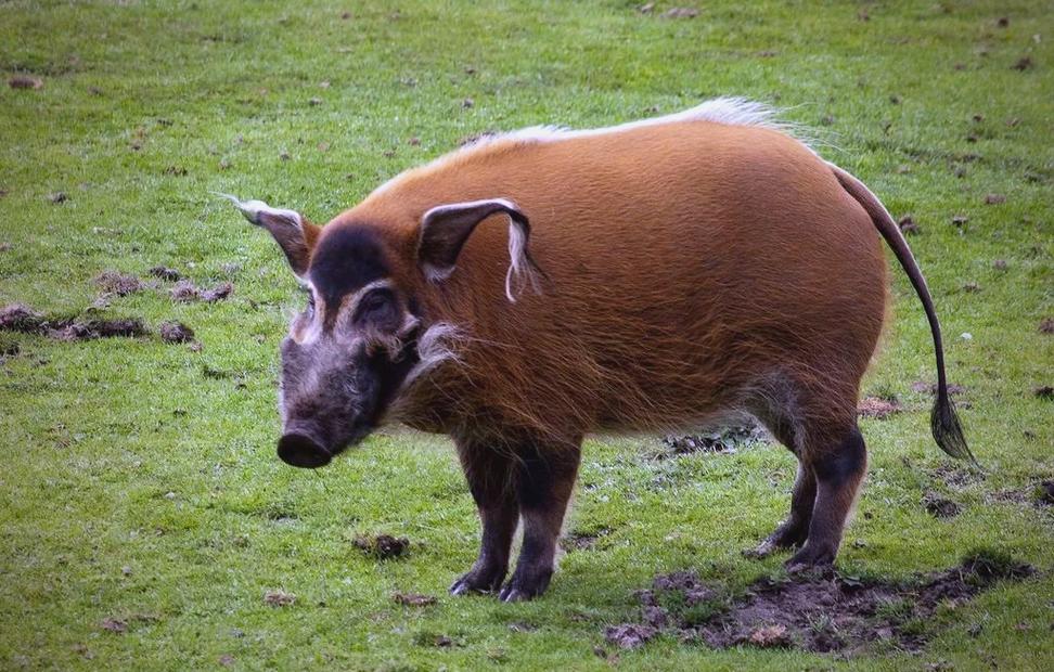 岳阳本地猪种有哪些？-图3