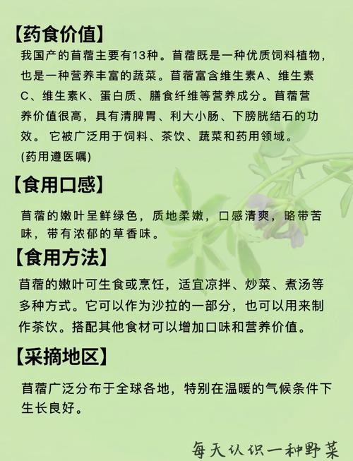 苜蓿人能吃的是什么品种-图1 苜蓿人能吃的是什么品种-图1